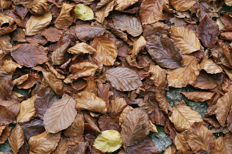 Dense layer of fallen autumn leaves covering forest floor over stones and moss