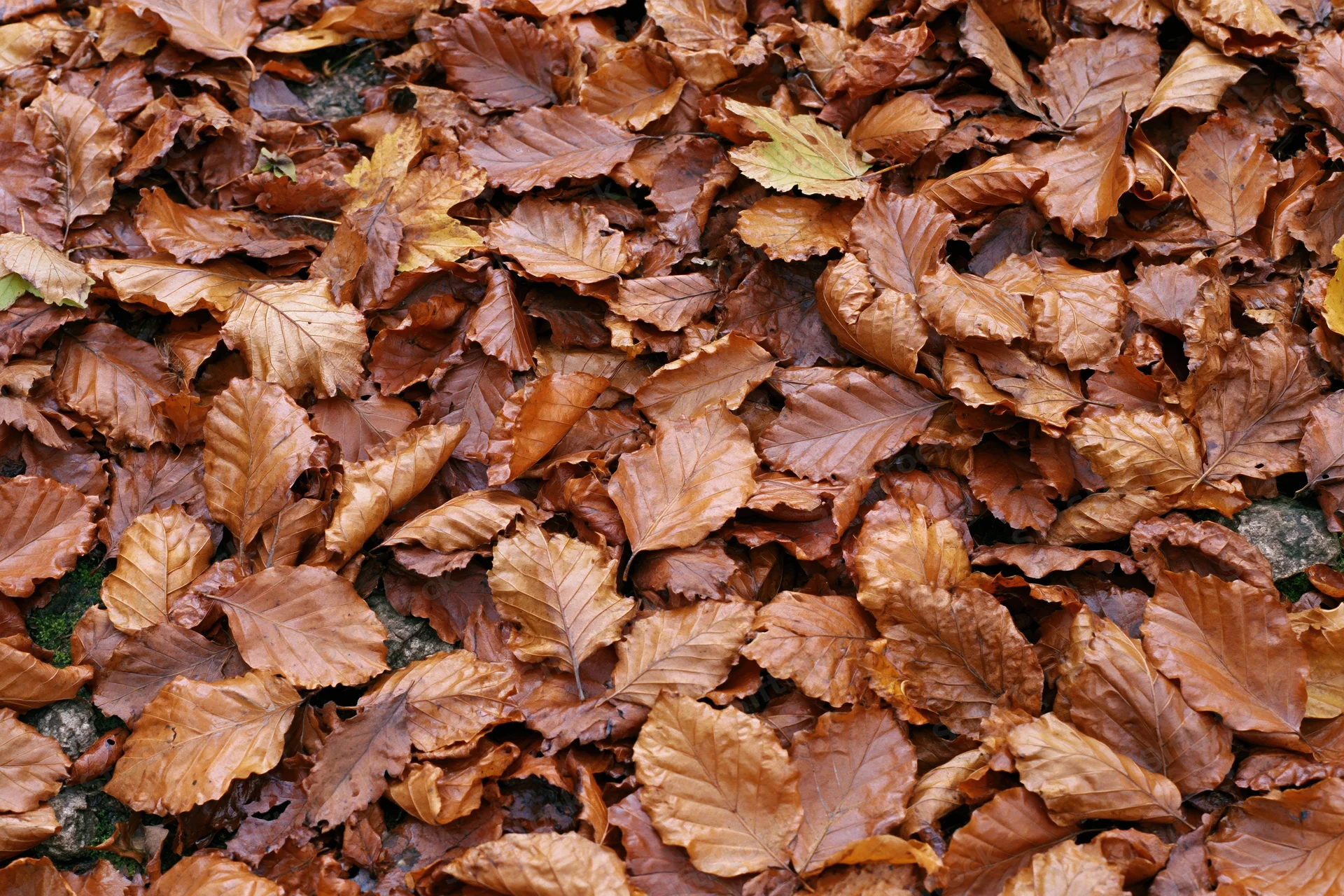 Dense layer of fallen autumn leaves covering forest floor