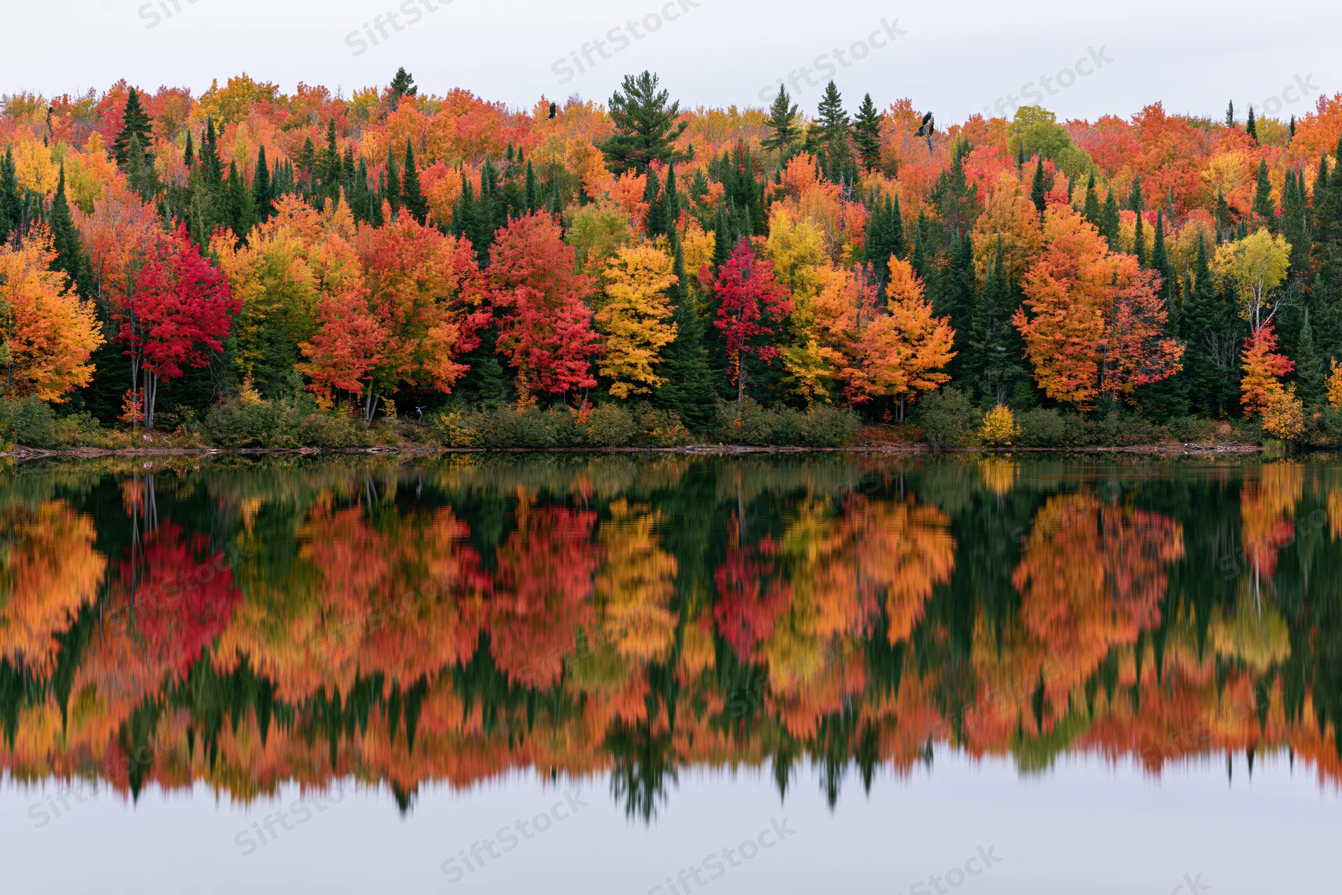 Dense mixed forest of maples and conifers in peak autumn foliage reflected in calm lake water