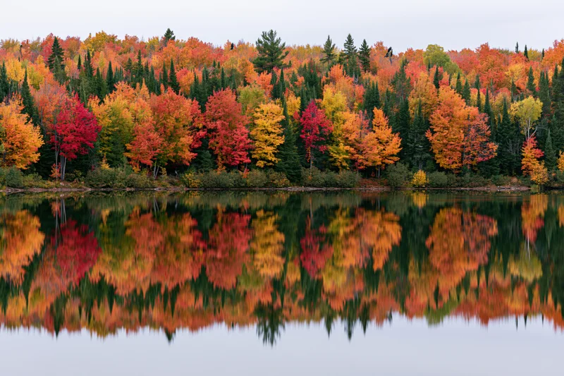 Dense mixed forest of maples and conifers in peak autumn foliage reflected in calm lake water