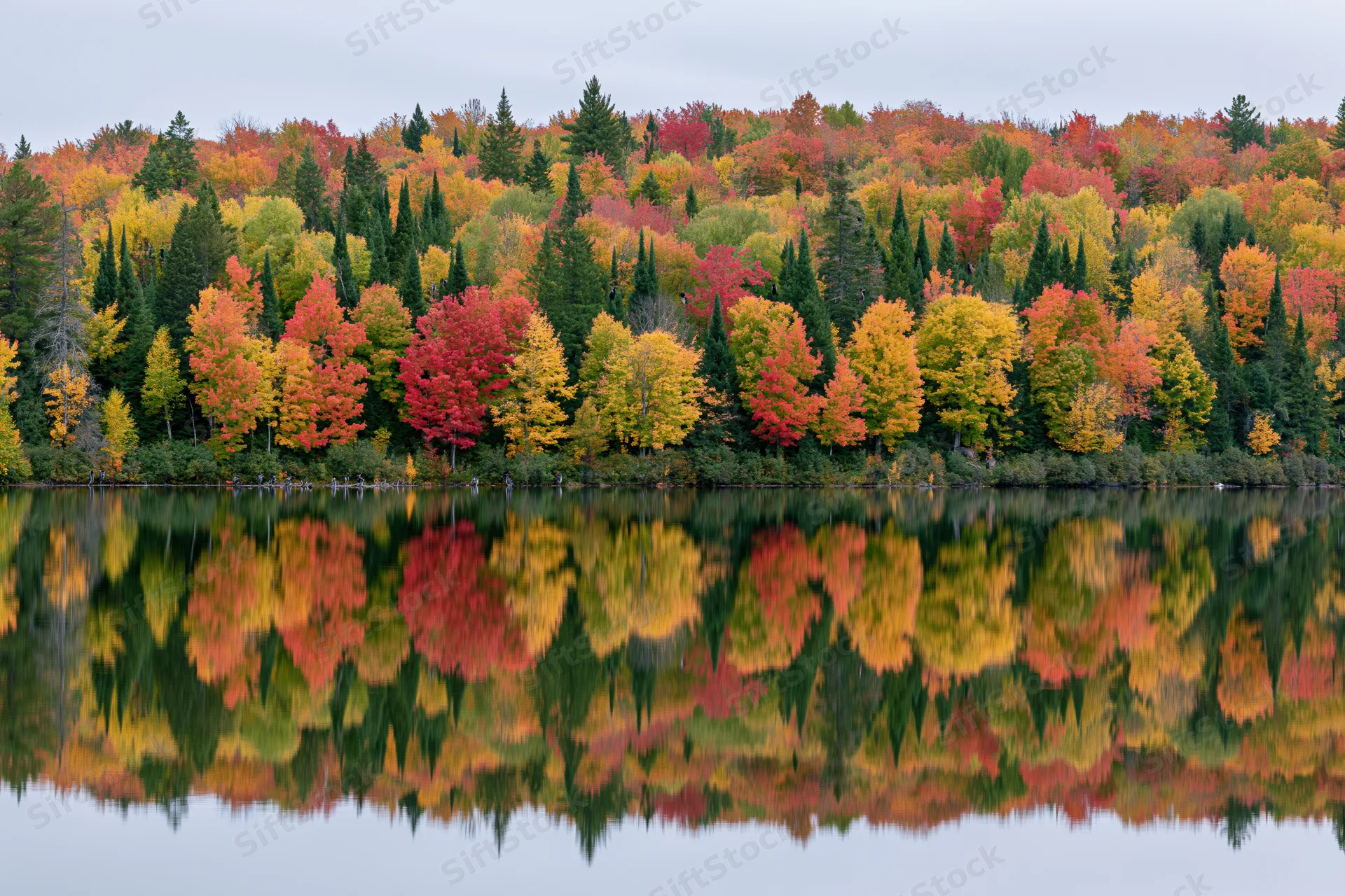 Dense mixed forest of maples and conifers in peak autumn foliage reflected in calm lake water