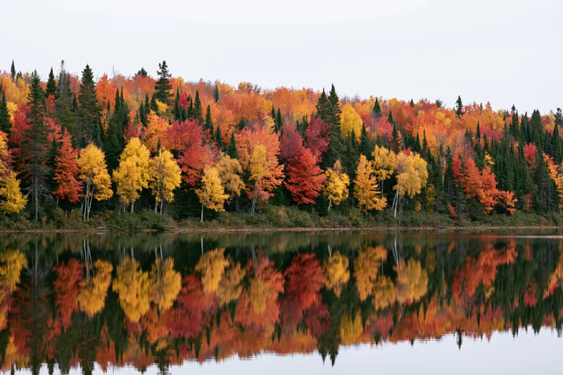 Dense mixed forest of maples and conifers in peak autumn foliage reflected in calm lake water