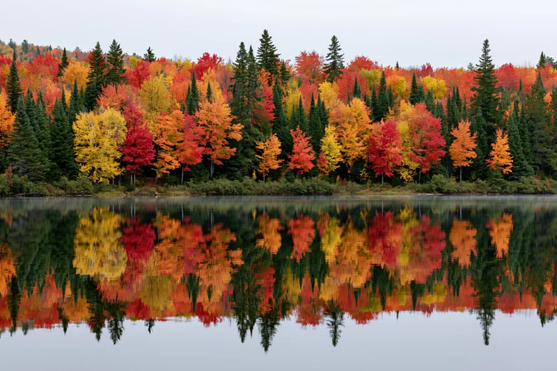 Autumn Forest Reflections on a Serene Lake Surrounded by Col