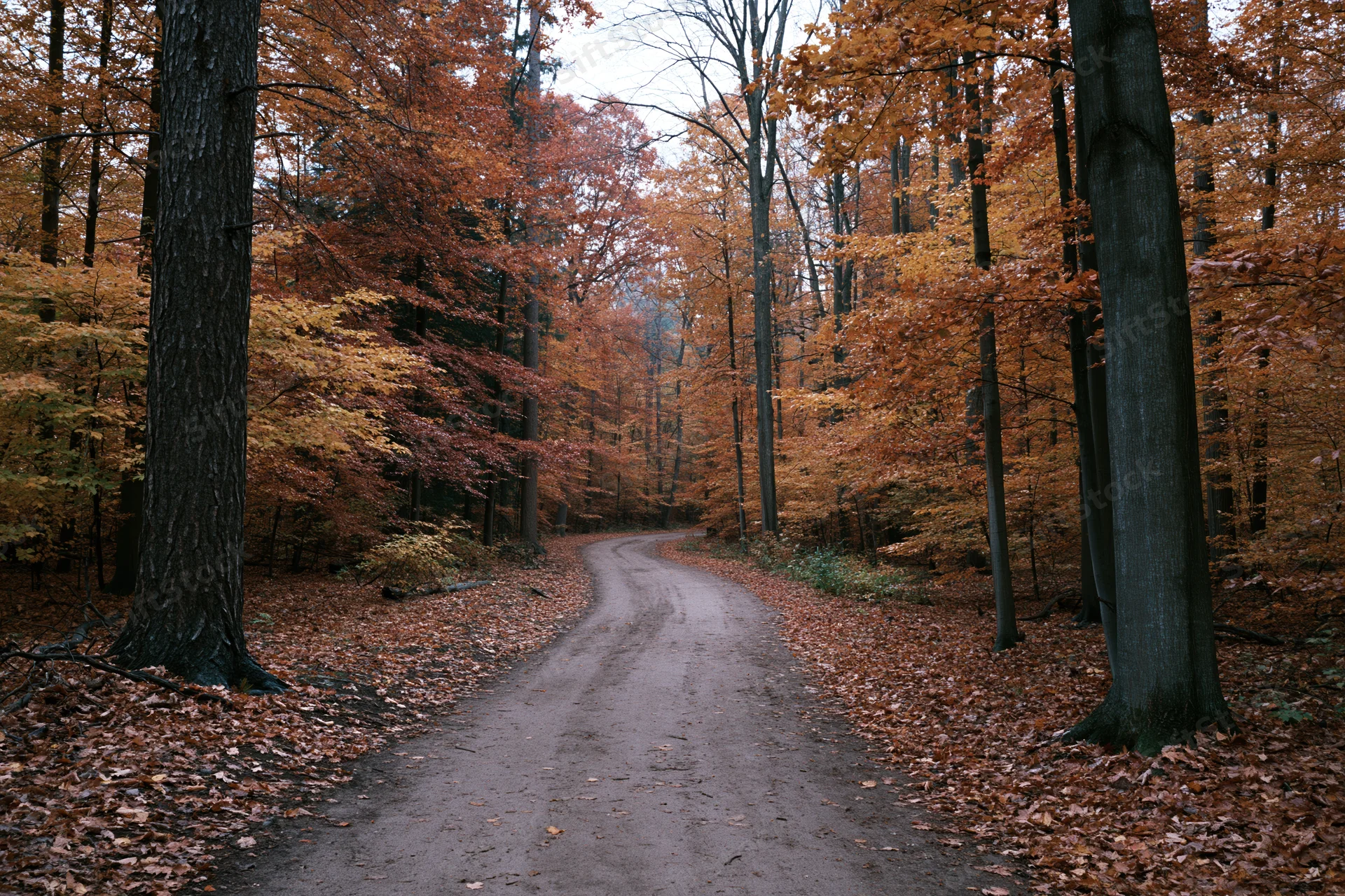 Dirt trail winding through dense autumn forest with fallen leaves and colorful trees