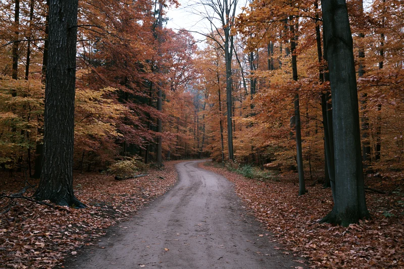 Dirt trail winding through dense autumn forest with fallen leaves and colorful trees