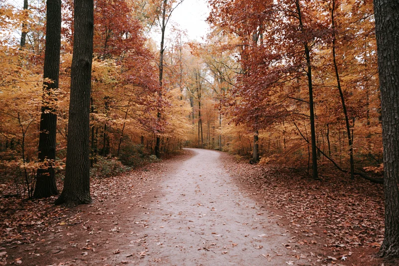 Curved dirt trail winding through dense autumn forest with fallen leaves and colorful trees