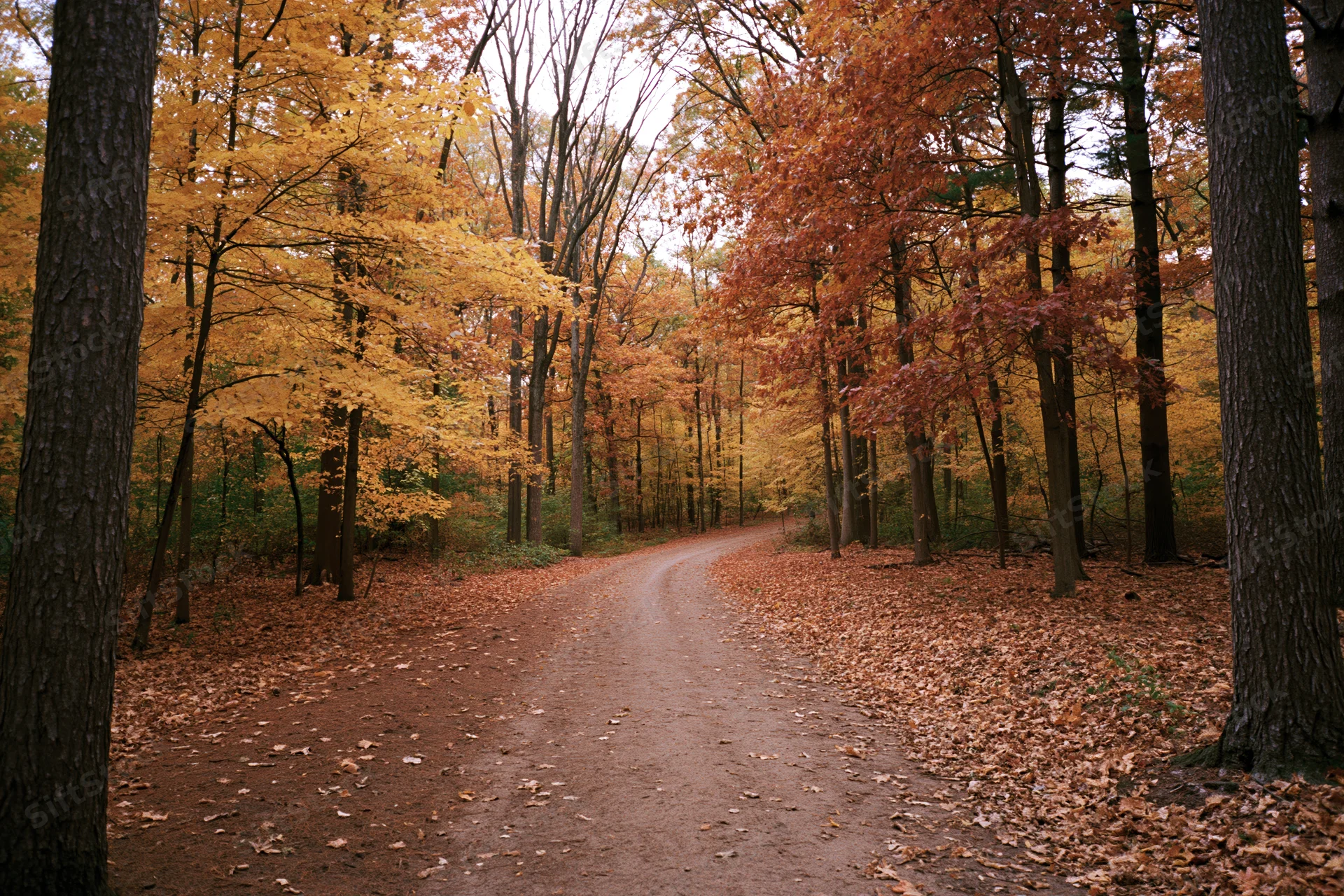 Dirt trail winding through dense autumn forest with colorful foliage and fallen leaves on ground