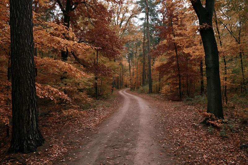 Dirt trail curving through dense autumn forest with fallen leaves and colorful trees