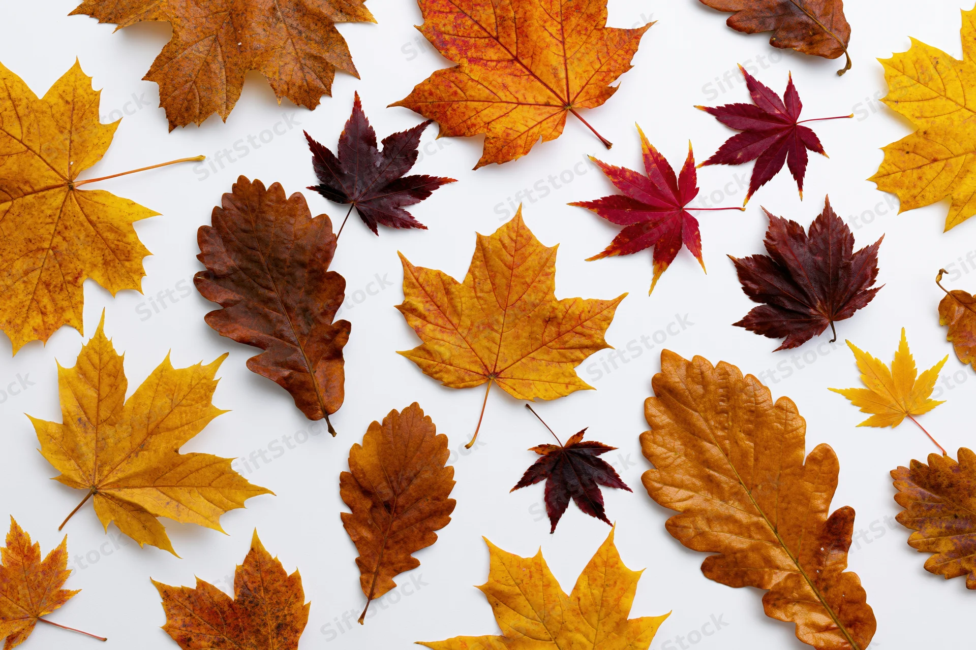 Autumn leaves in various shapes and sizes scattered on a white background