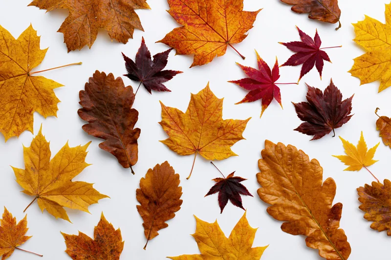 Autumn Leaves Mosaic on a Bright White Background with Seaso