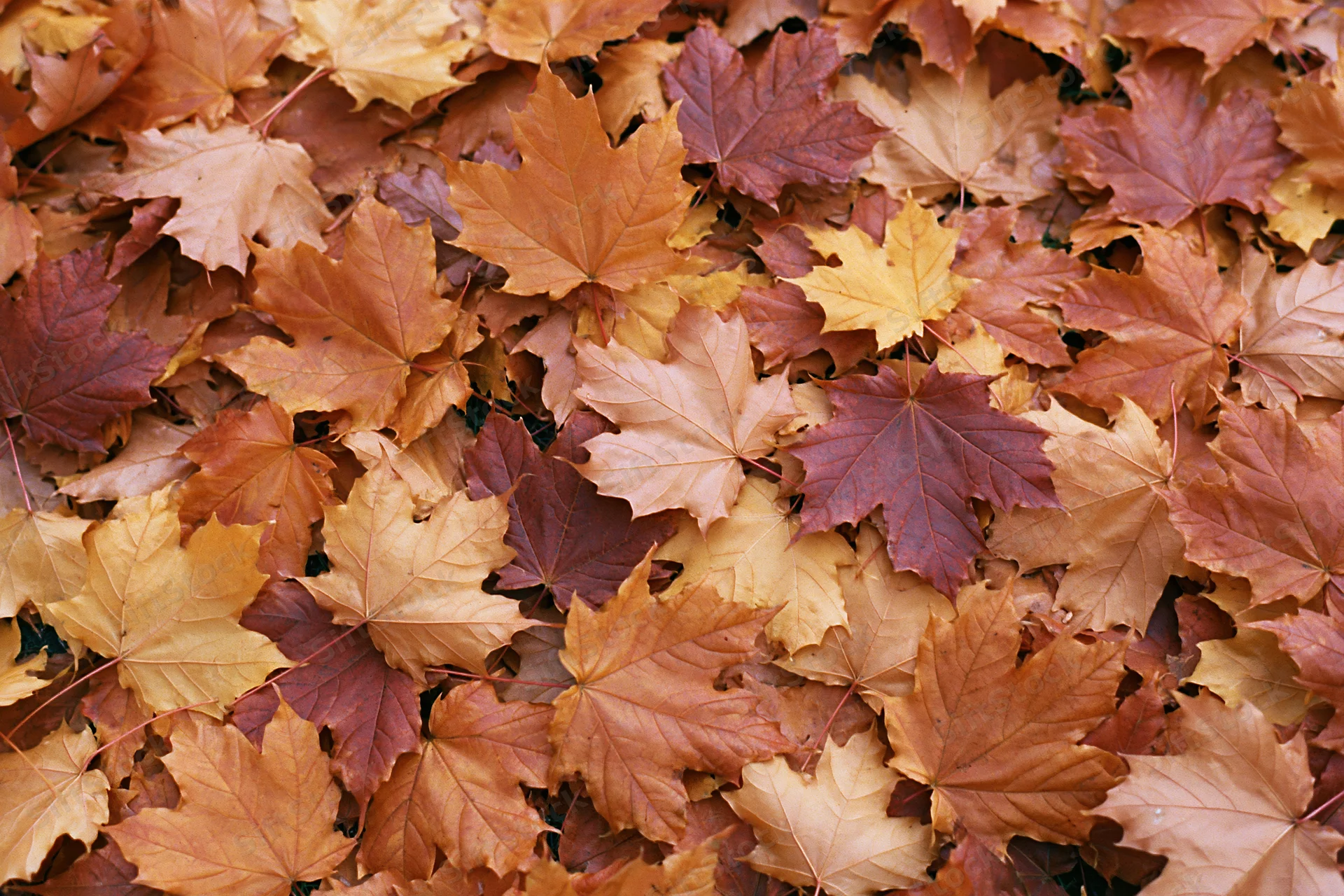 Fallen maple leaves densely covering the ground in autumn