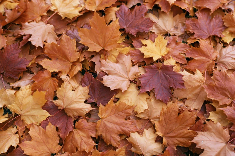Fallen maple leaves densely covering the ground in autumn