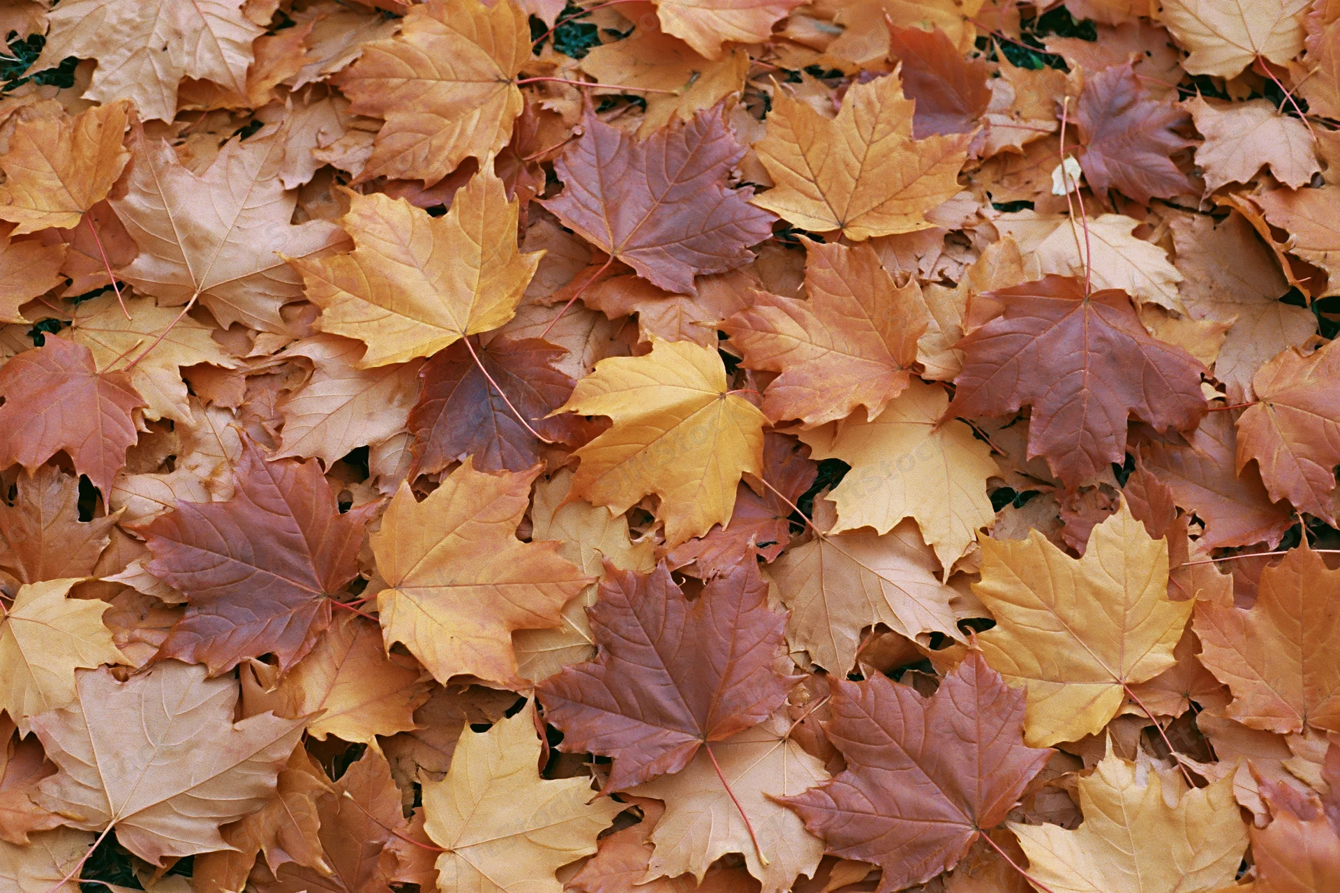 Fallen maple leaves densely covering the ground in autumn