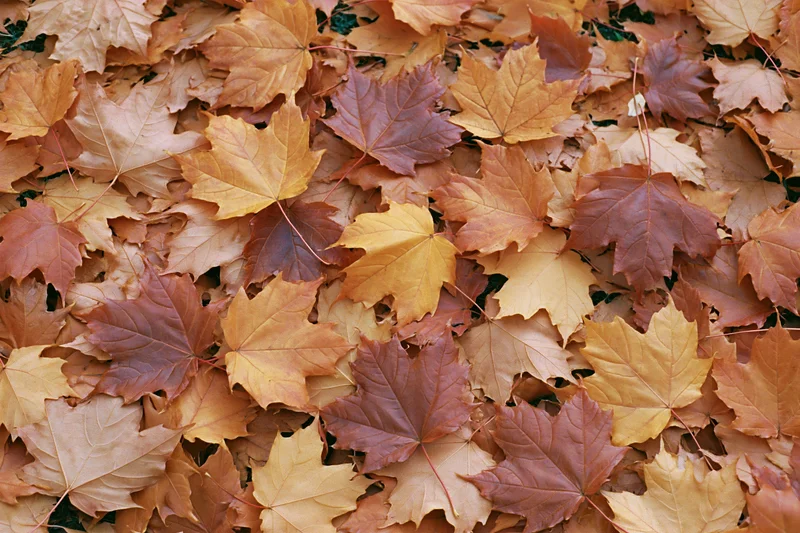 Dozens of fallen maple leaves cover the ground as a carpet