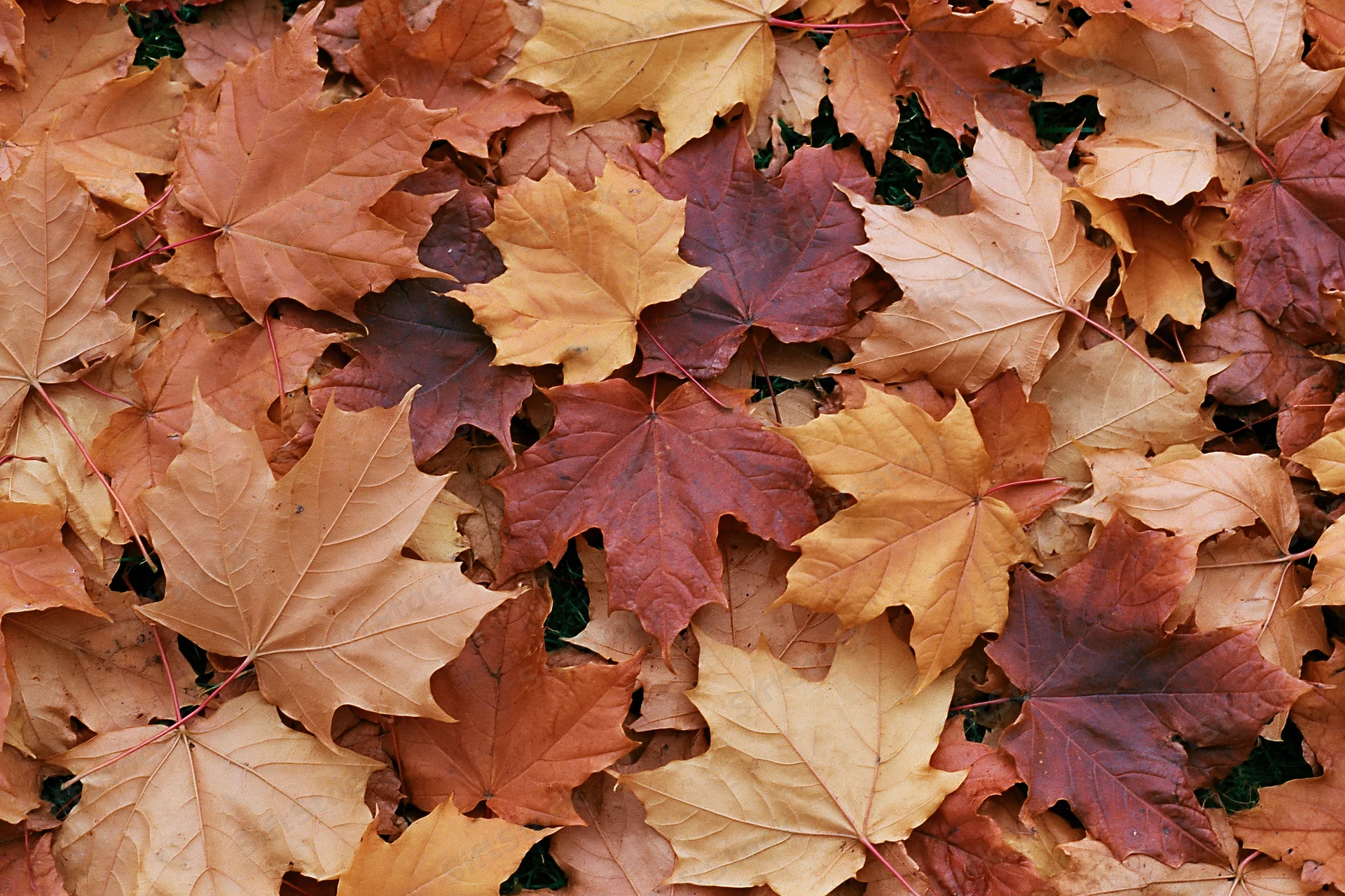 Fallen maple leaves densely covering the ground in autumn