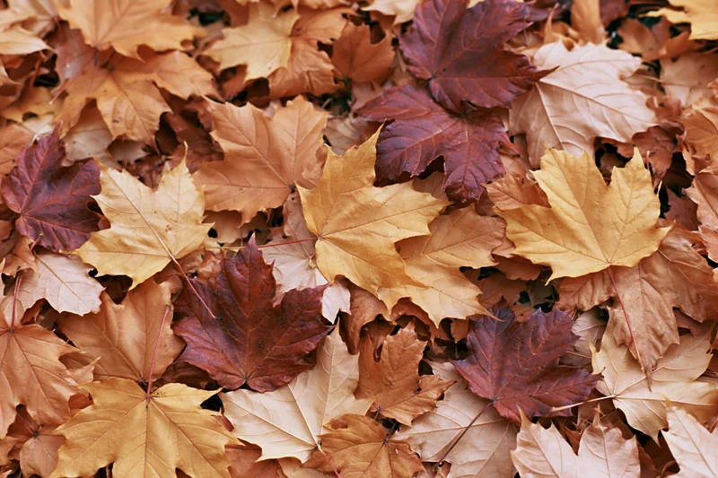 Fallen maple leaves densely covering the ground in autumn
