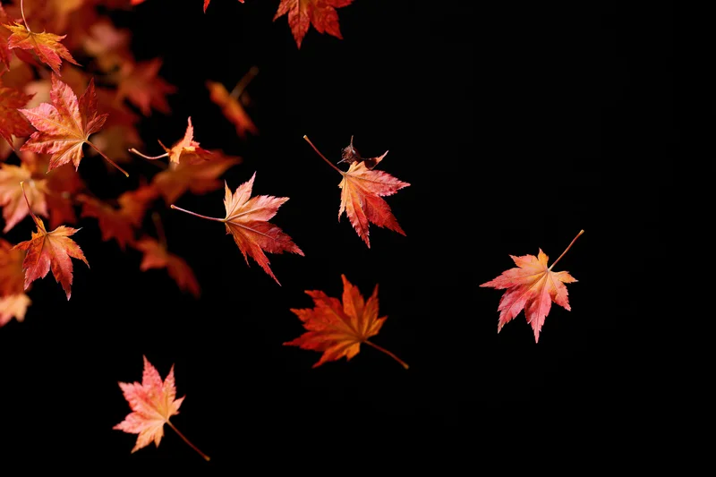 Red and orange maple leaves falling and scattered against a black background with copyspace