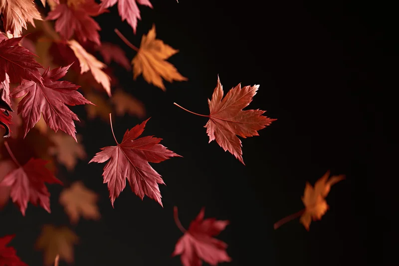 Red and orange maple leaves falling and scattered against a dark background