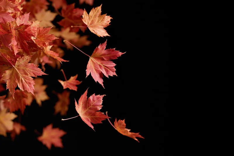 Red and orange maple leaves falling and scattered across a black background with copyspace on the right