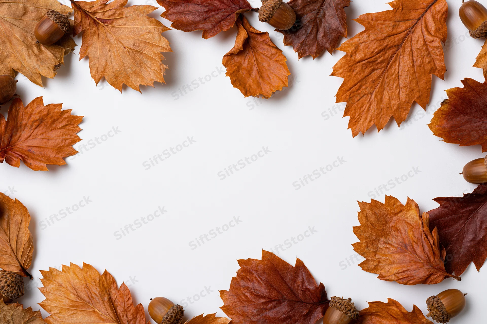 Dried autumn leaves and acorns arranged as a flat lay border on white background with copyspace