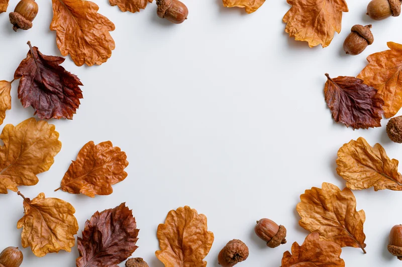 Dried autumn oak leaves and acorns arranged as a flat lay border on white background with copyspace
