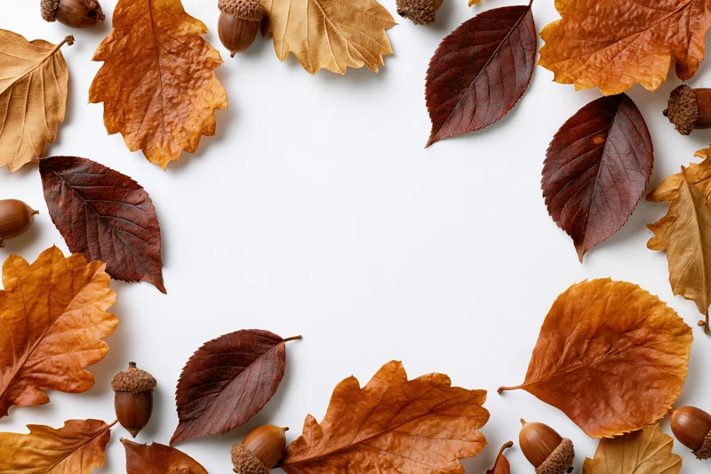 Dried autumn leaves and acorns arranged as a flat lay border on white background with copyspace