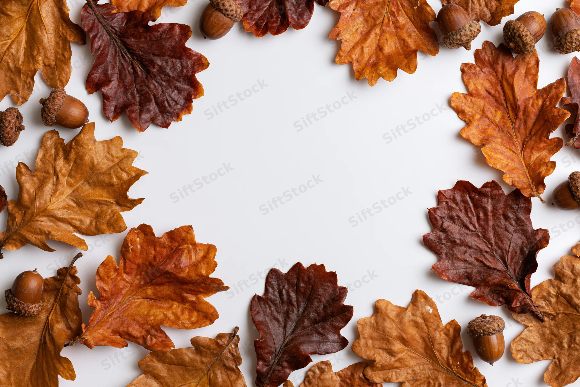 Dried oak leaves and acorns arranged as a flat lay border on white background with copyspace