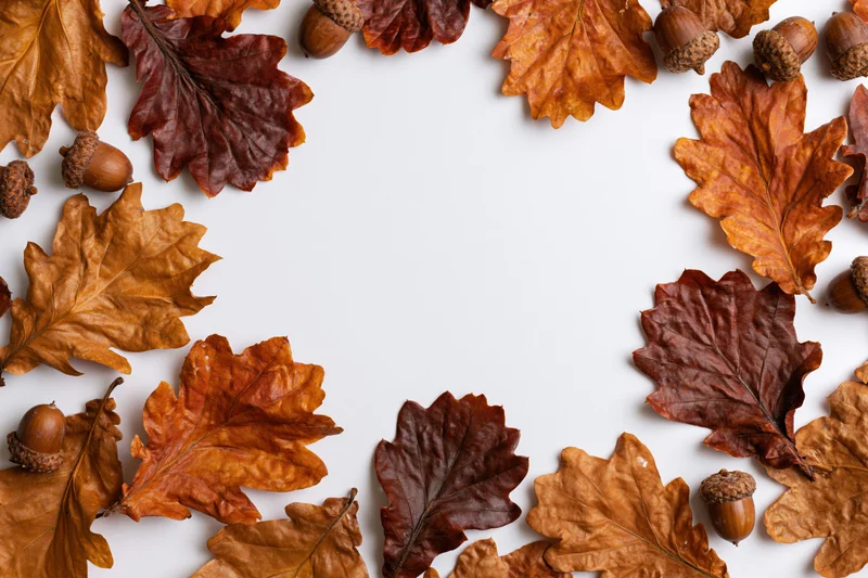 Dried oak leaves and acorns arranged as a flat lay border on white background with copyspace