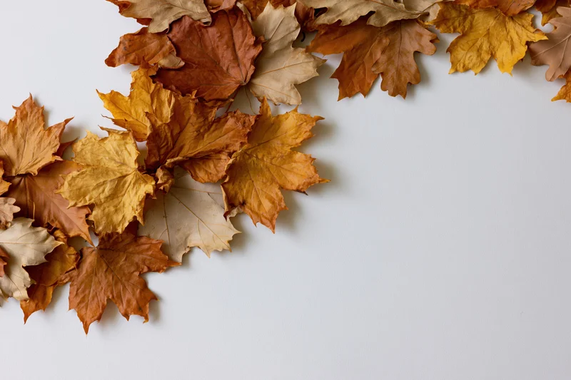 Dried maple leaves arranged along the left and top edges of a white surface, forming a border with copyspace in the center