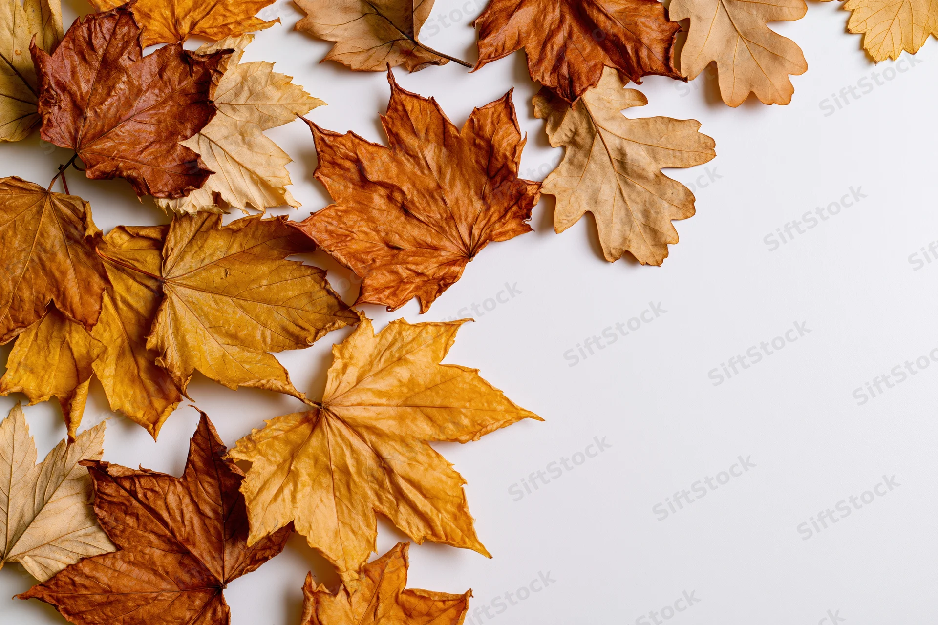Dried maple leaves arranged along the left and top edges of a white surface, forming a border with copyspace on the right