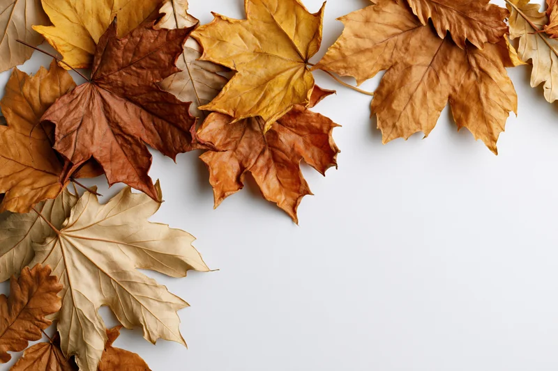 Dried maple leaves arranged along the left and top edges of a white surface, creating a border with copyspace