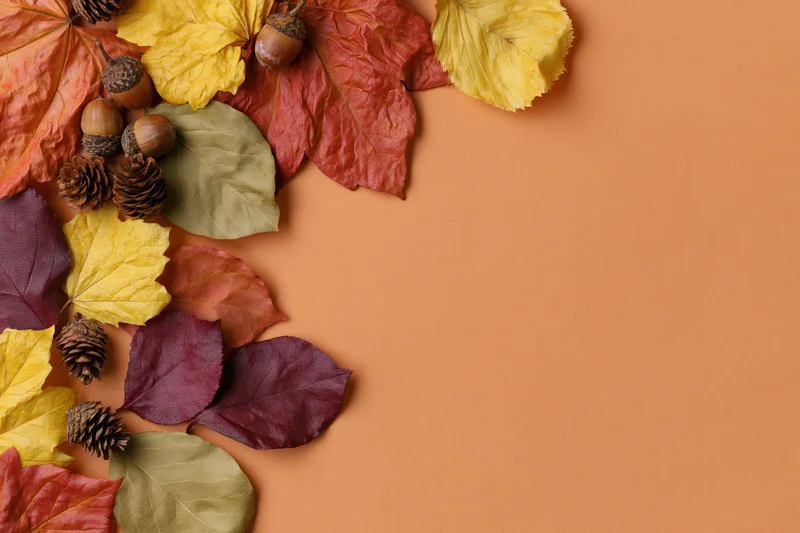 Dried autumn leaves in yellow red burgundy and olive green arranged in corner on orange background with copyspace
