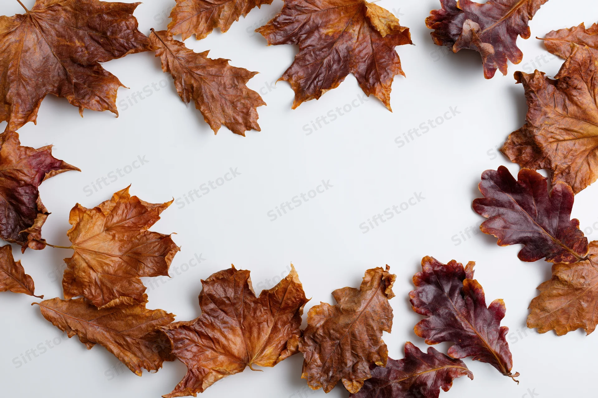 Dried maple and oak leaves arranged in a loose frame around a white background with copyspace