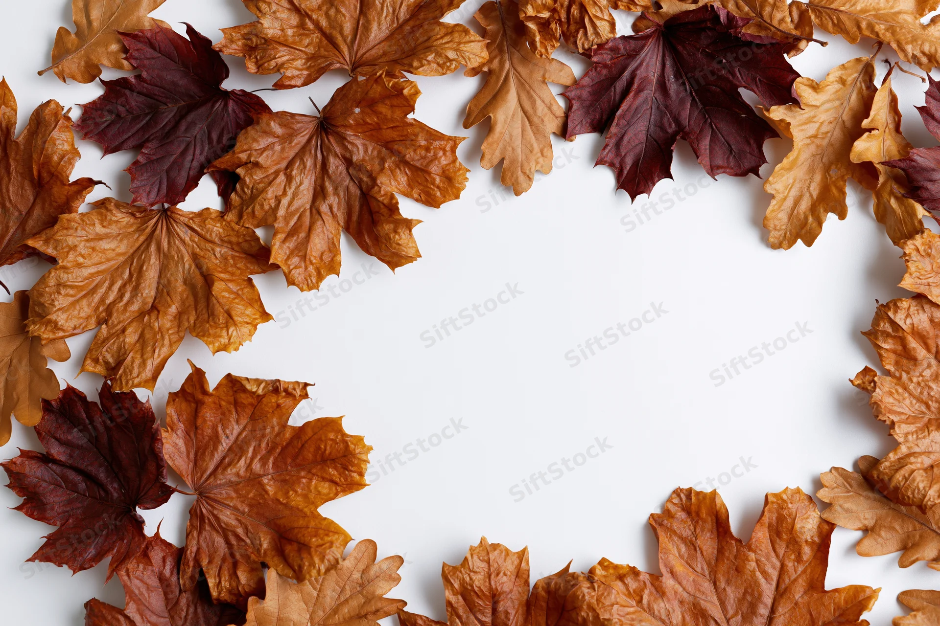 Dried maple and oak leaves arranged in a frame around a white background with copyspace