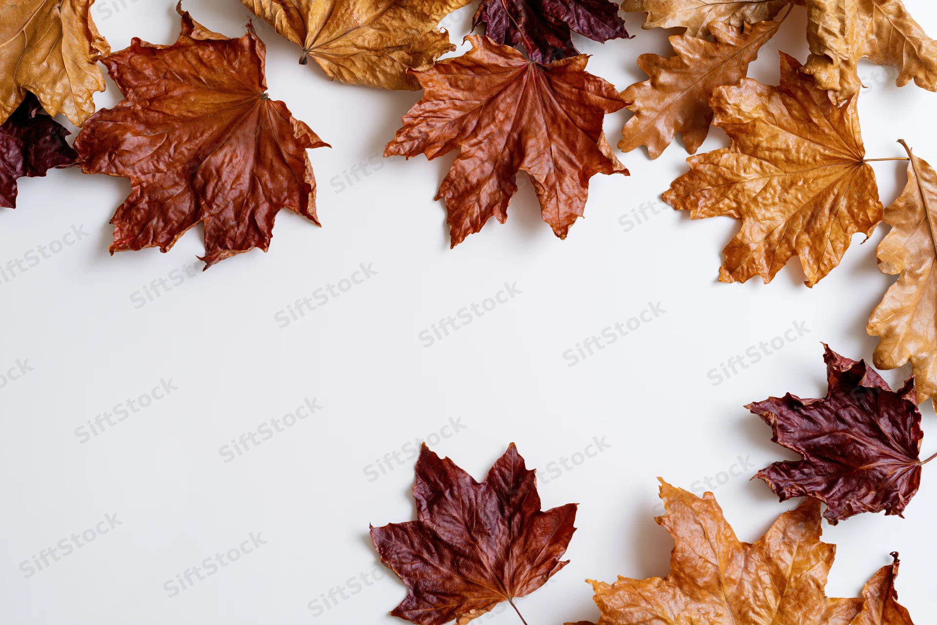 Dried autumn maple and oak leaves arranged in a loose frame around a white surface with copyspace