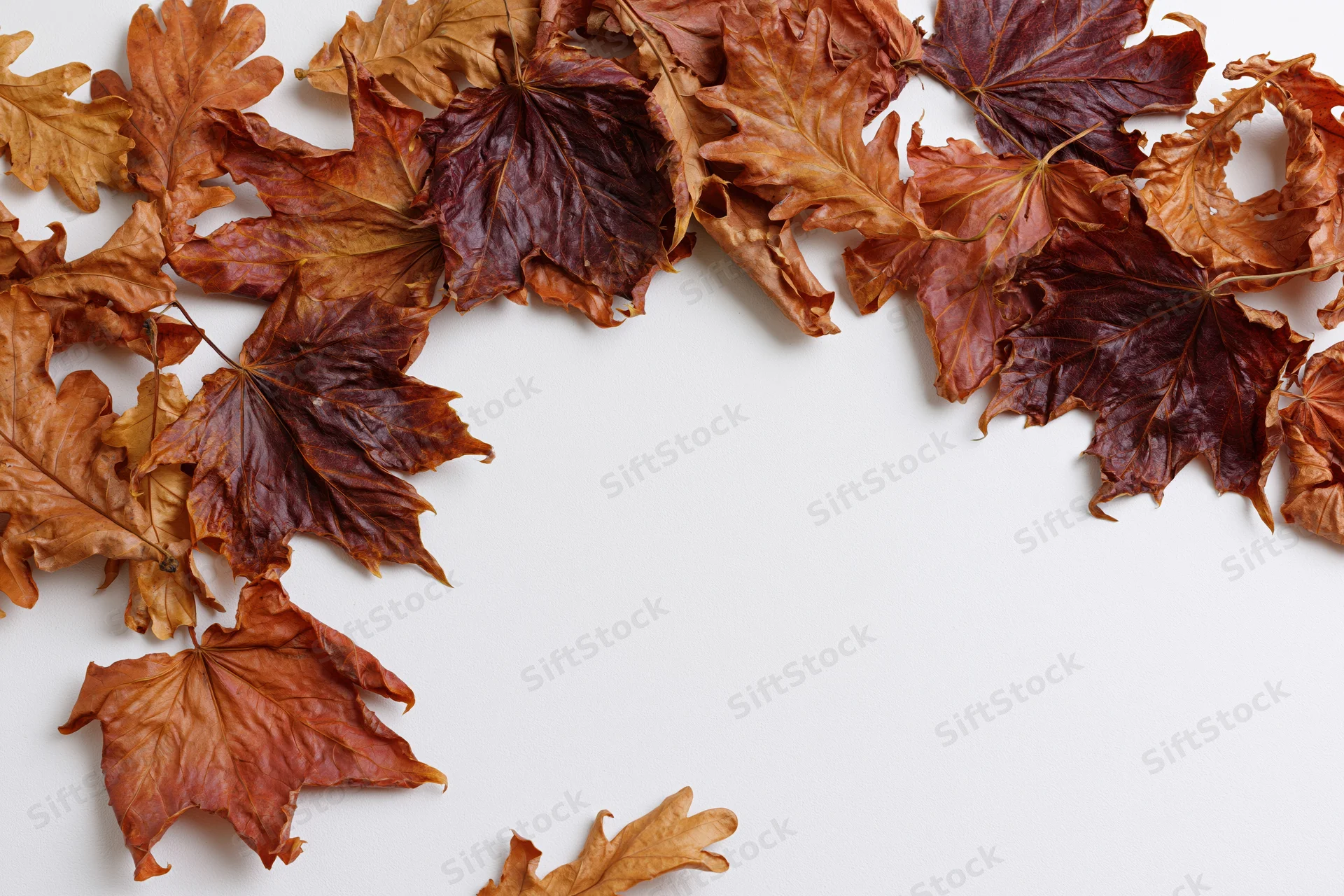 Dried maple and oak leaves arranged in a border around white copyspace