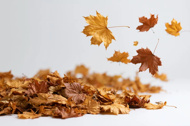 Dried maple leaves swirling and falling in midair above a pile on white background