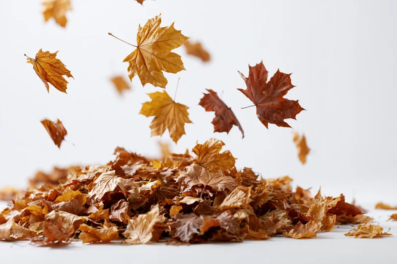 Dried maple leaves swirling and falling into a pile on a white surface