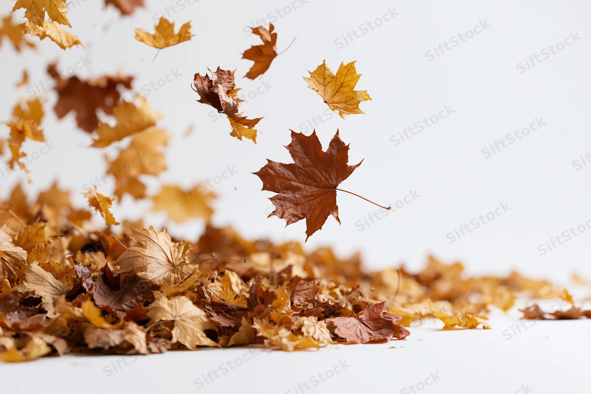 Dried maple leaves swirling and falling in midair over a pile on white background