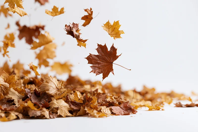 Dried maple leaves swirling and falling in midair over a pile on white background
