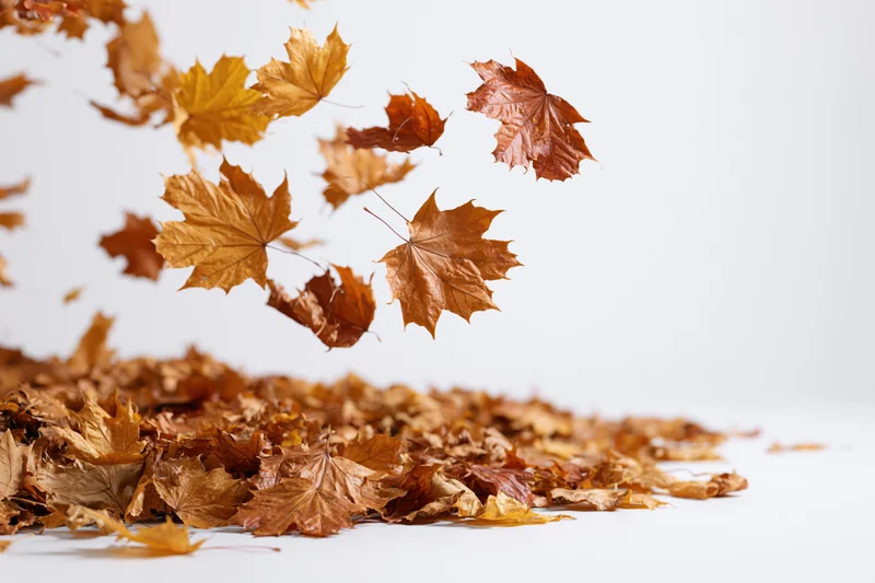Dried maple leaves swirling and falling in midair above a pile on white surface