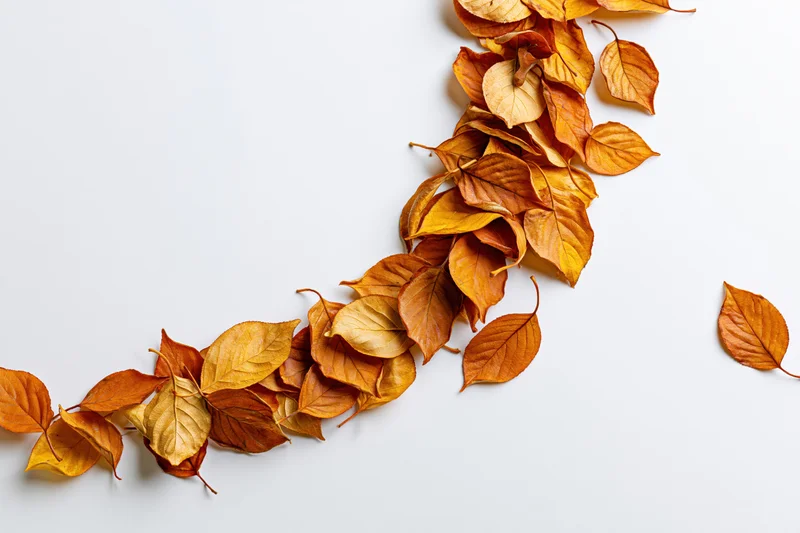 Dry autumn leaves arranged diagonally on white background with copyspace