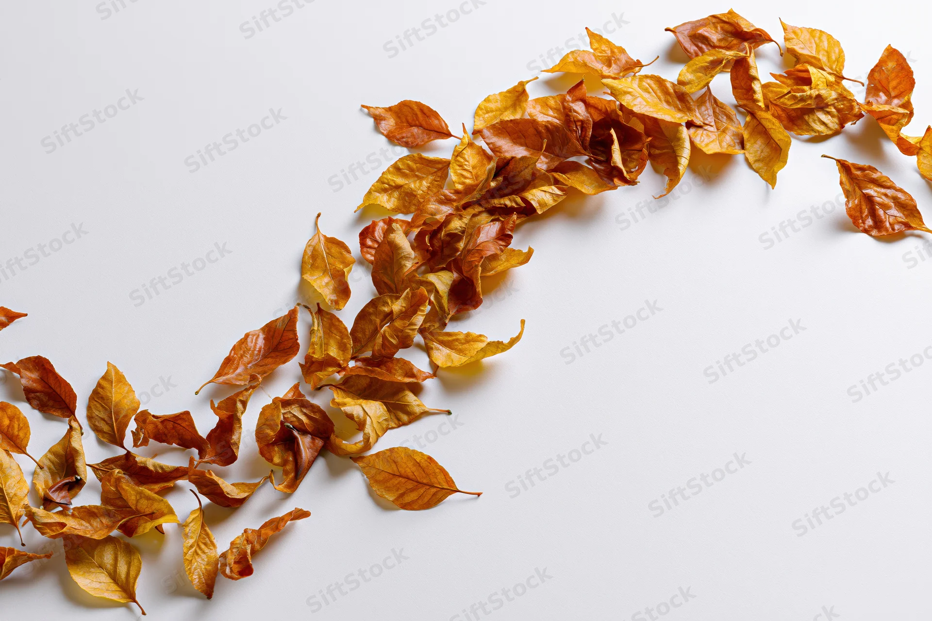 Dry autumn leaves scattered in a curved line across a white surface