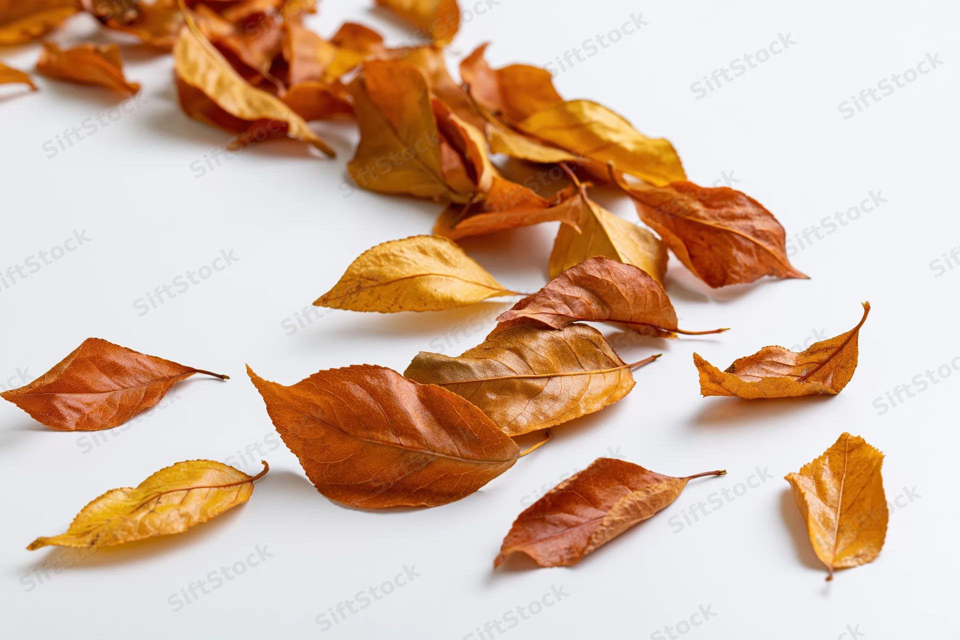 Dry autumn leaves scattered across a white surface in shades of amber, burnt orange and golden