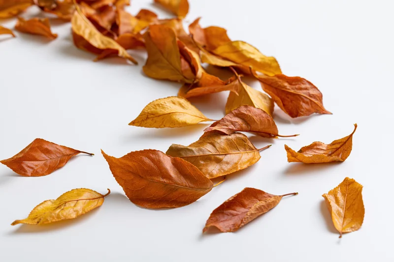 Dry autumn leaves scattered across a white surface in shades of amber, burnt orange and golden
