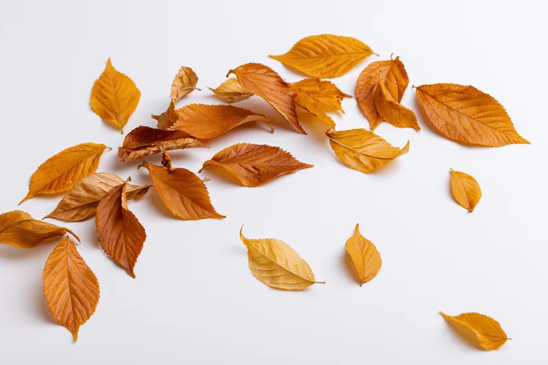 Dry autumn leaves scattered across a white surface in shades of amber, orange and golden