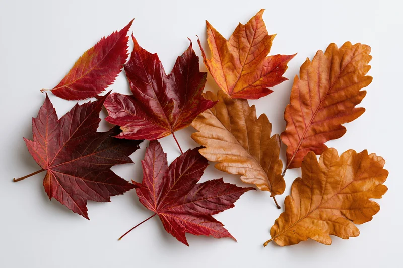 Autumn leaves of maple and oak arranged loosely on white background