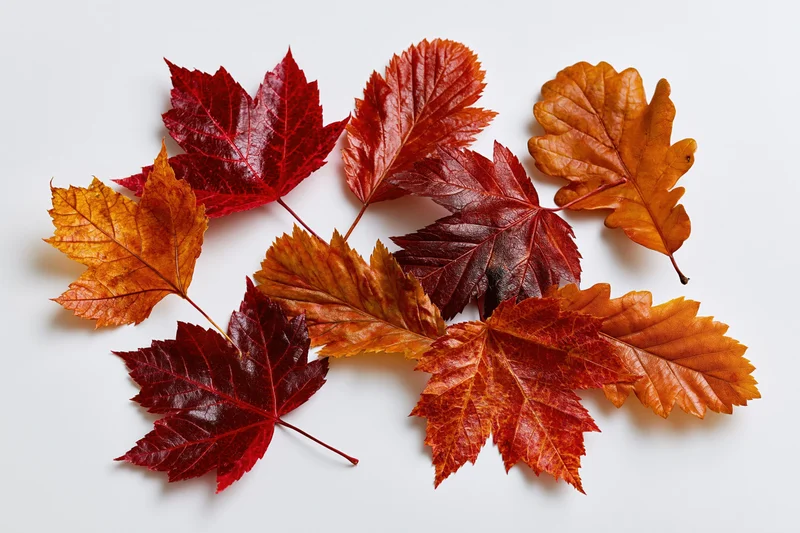 Autumn leaves of various species arranged loosely on a white background