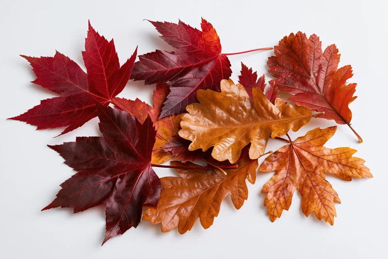 Autumn leaves of maple and oak species arranged loosely on a white background