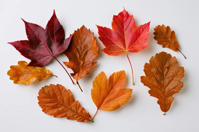 Eight autumn leaves of various species arranged loosely on a white background